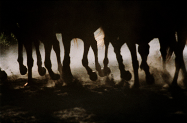 Oana Ivan Gallery - Pattes Cheval.png