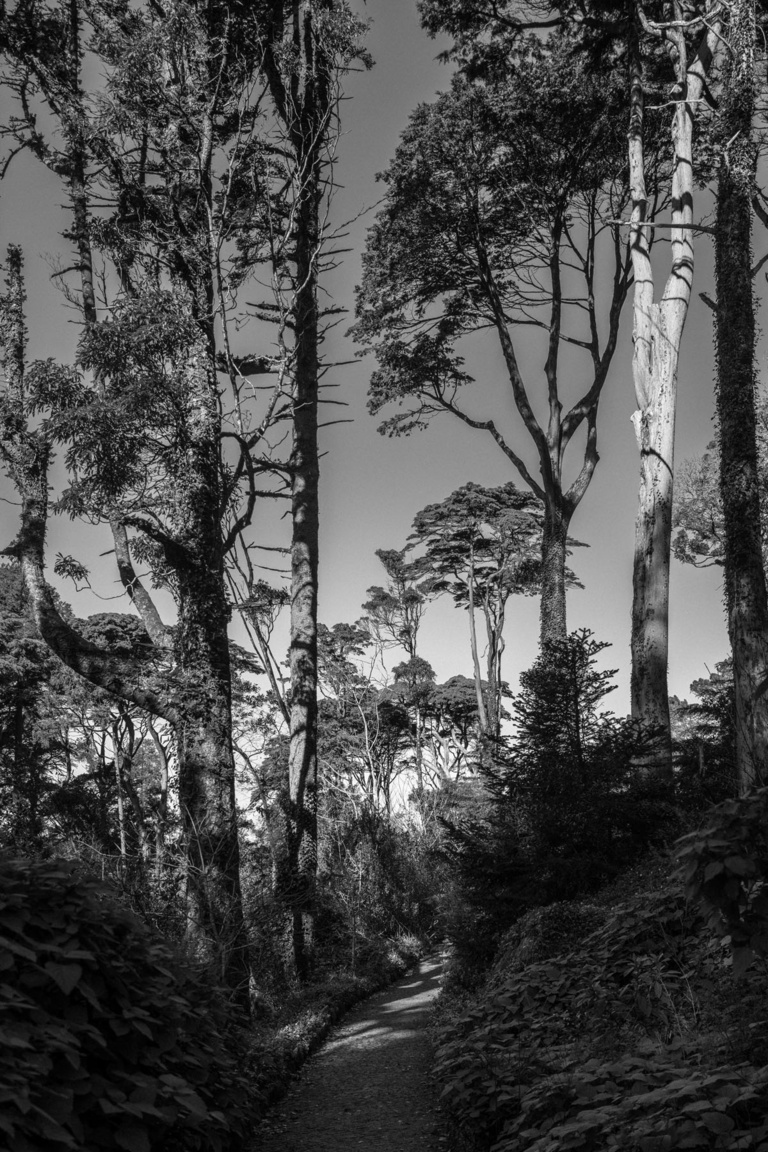 Oana Ivan Gallery - 08 JC - 40x60cm - The Trees of Sintra.jpg