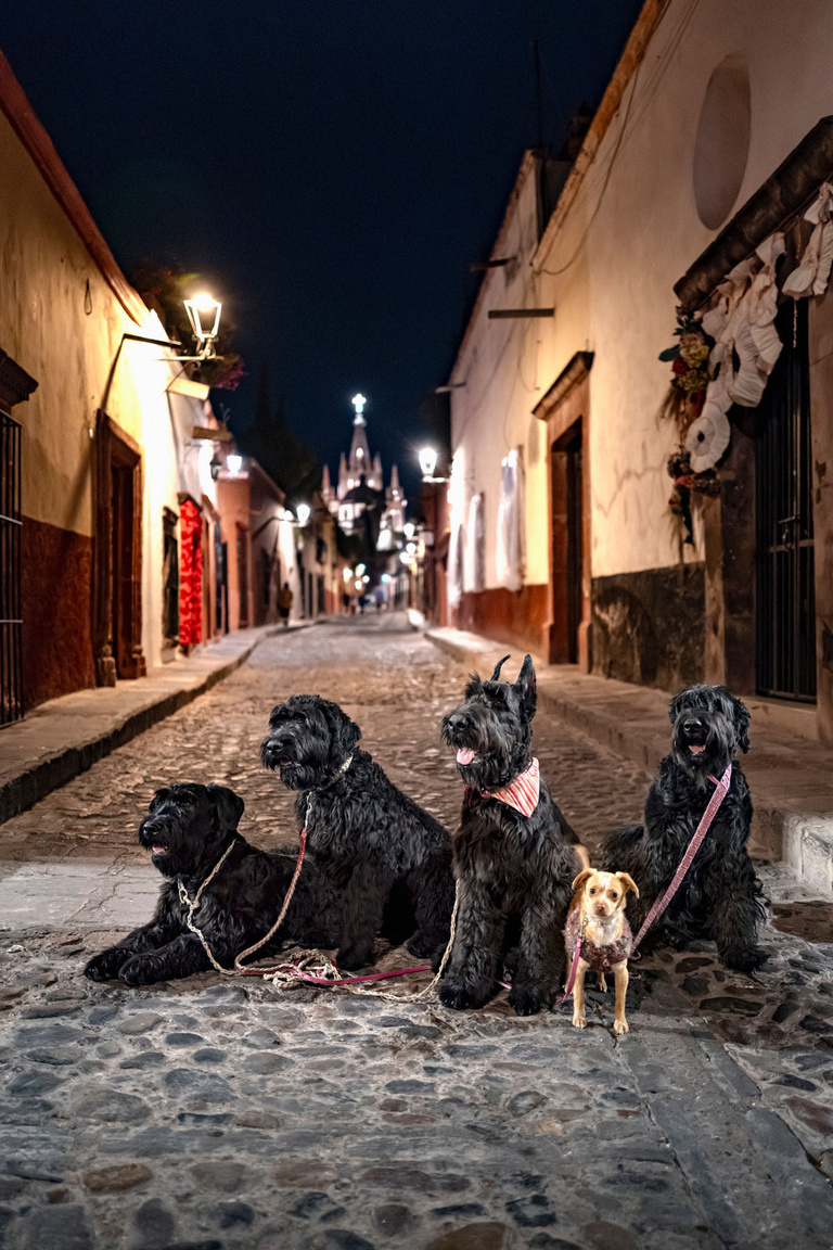 Oana Ivan Gallery - 11 JC - 40x60cm - Gentlemen Dogs.jpg