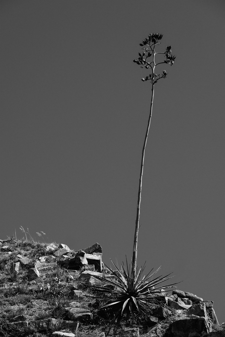 Oana Ivan Gallery - 07 JC - 40x60cm - L'Arbre 2.jpg